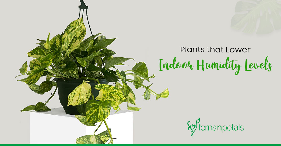 Dehumidifier Plants That Maintain Indoor Humidity Levels